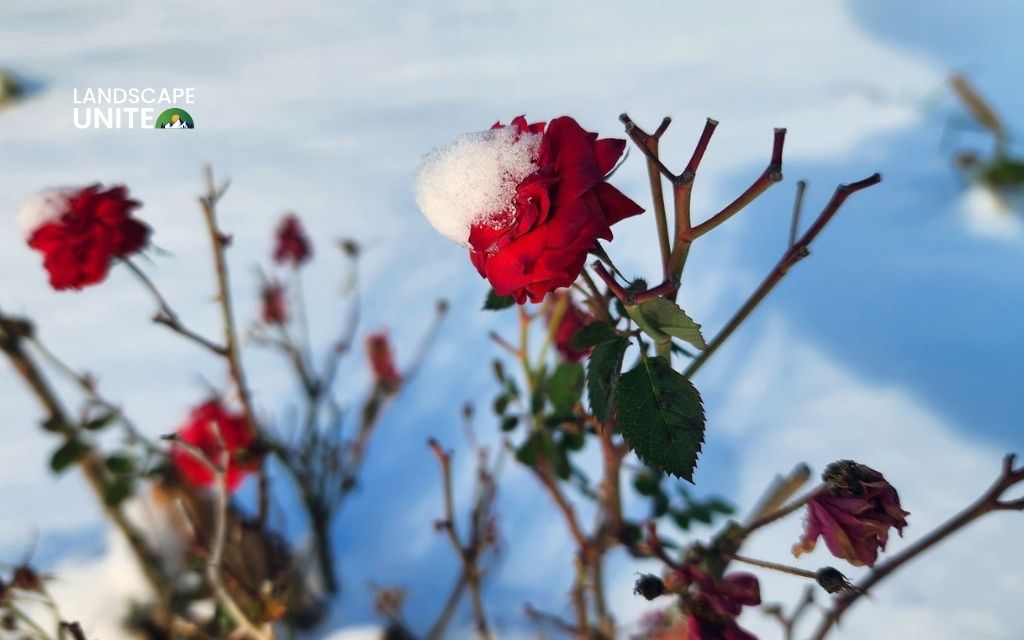 How to winterize roses for maximum survival? Expert guide for zones 3-7