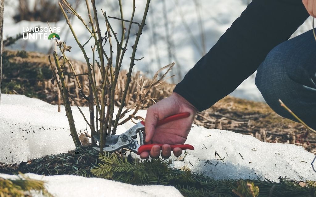 How to winterize roses for maximum survival? Expert guide for zones 3-7 2 How to winterize roses: Step-by-step