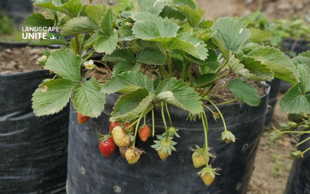 How to winterize strawberry plants to prevent winter damage? 2 How to winterize strawberries in containers & raised beds