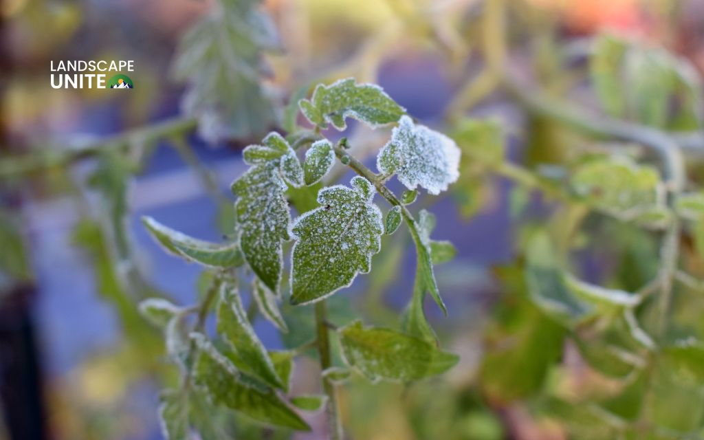 How to winterize tomato plants: 4 simple methods for year-round harvests