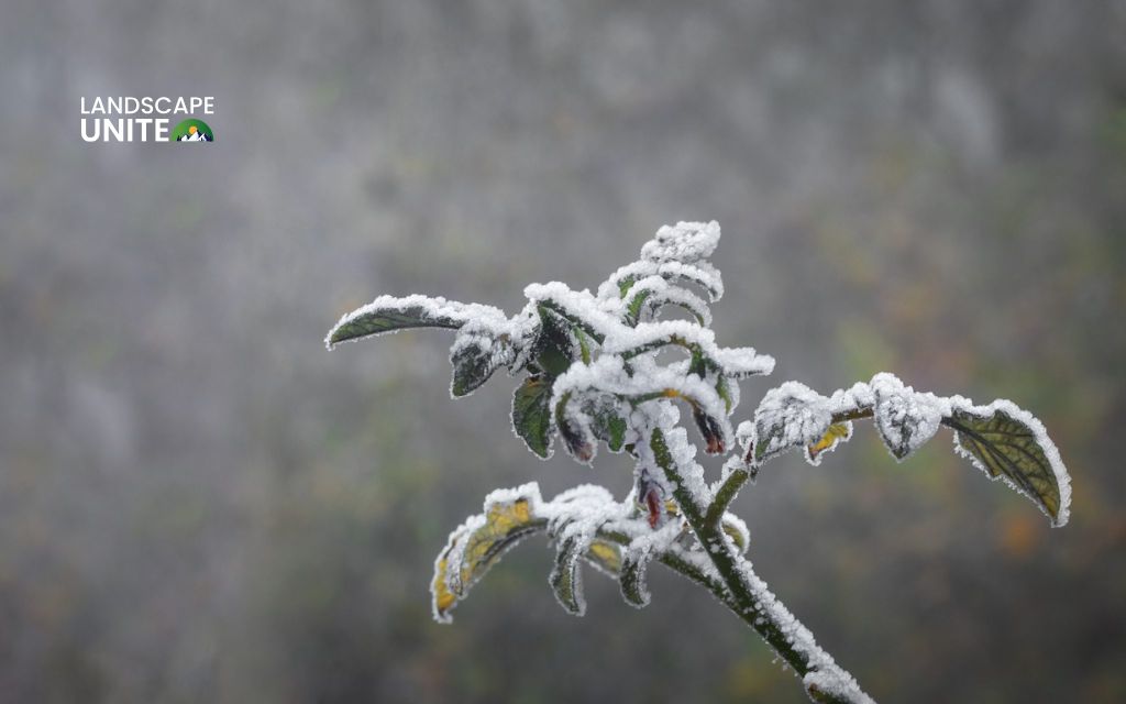 How to winterize tomato plants: 4 simple methods for year-round harvests 1 How to winterize tomato plants: 4 ways to overwinter