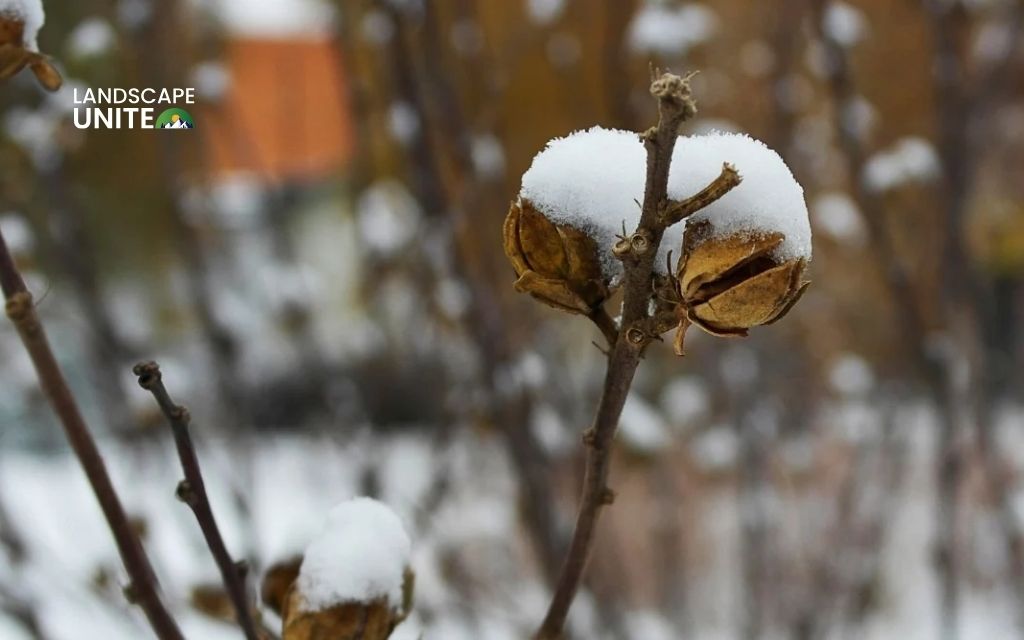 How to winterize hibiscus indoors & outdoors: Complete guide for all varieties 2 How to winterize tropical hibiscus
