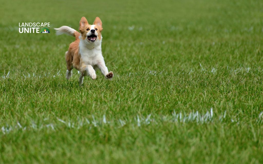 Is artificial grass toxic to dogs?