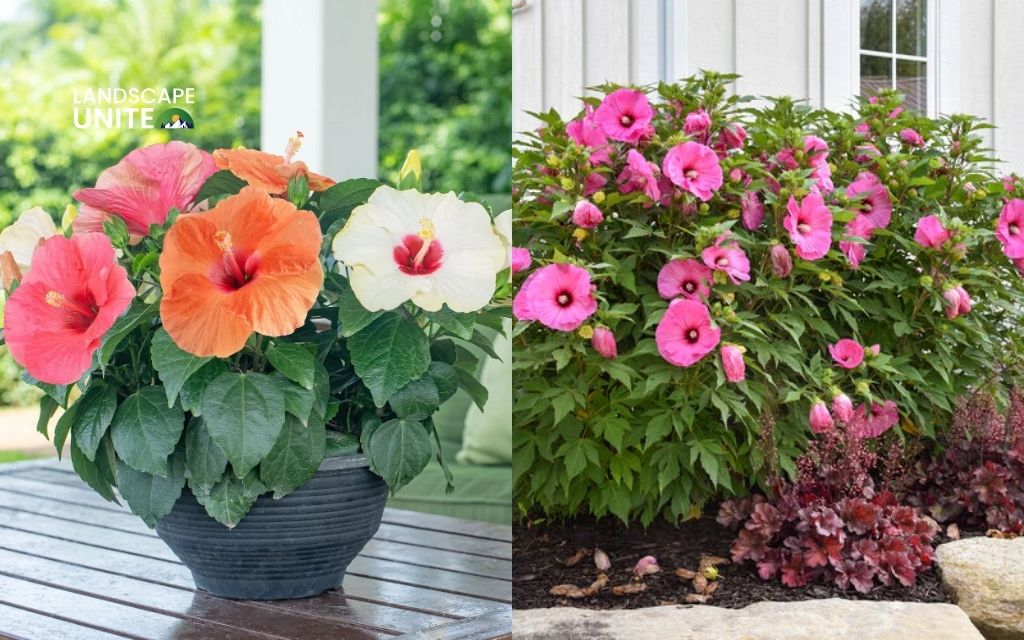 How to winterize hibiscus indoors & outdoors: Complete guide for all varieties 1 Know your hibiscus type first