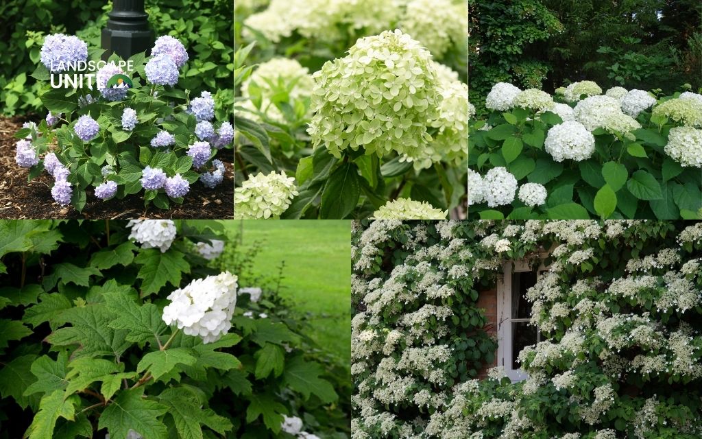 How to winterize hydrangea plants successfully? 6 expert steps every gardener needs 1 Know your hydrangea type first