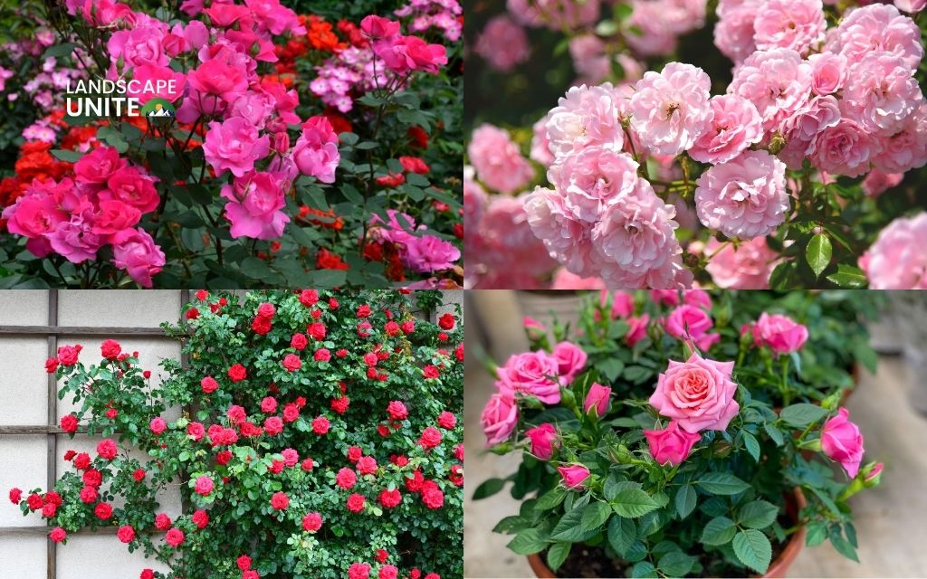 How to winterize roses for maximum survival? Expert guide for zones 3-7 1 Know your rose type before winterizing