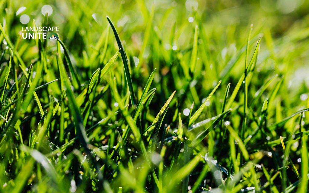 How late can you mow your lawn in the fall before damaging your grass? 3 Maintaining your grass after the last cut