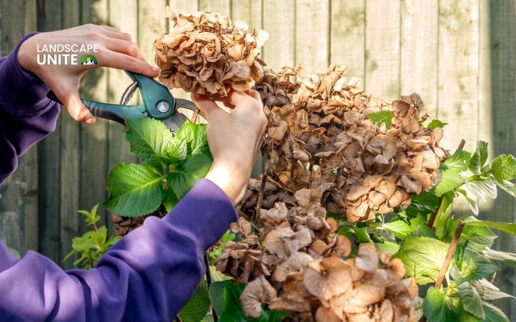 How to winterize hydrangea plants successfully? 6 expert steps every gardener needs 3 What NOT to do when winterizing hydrangeas