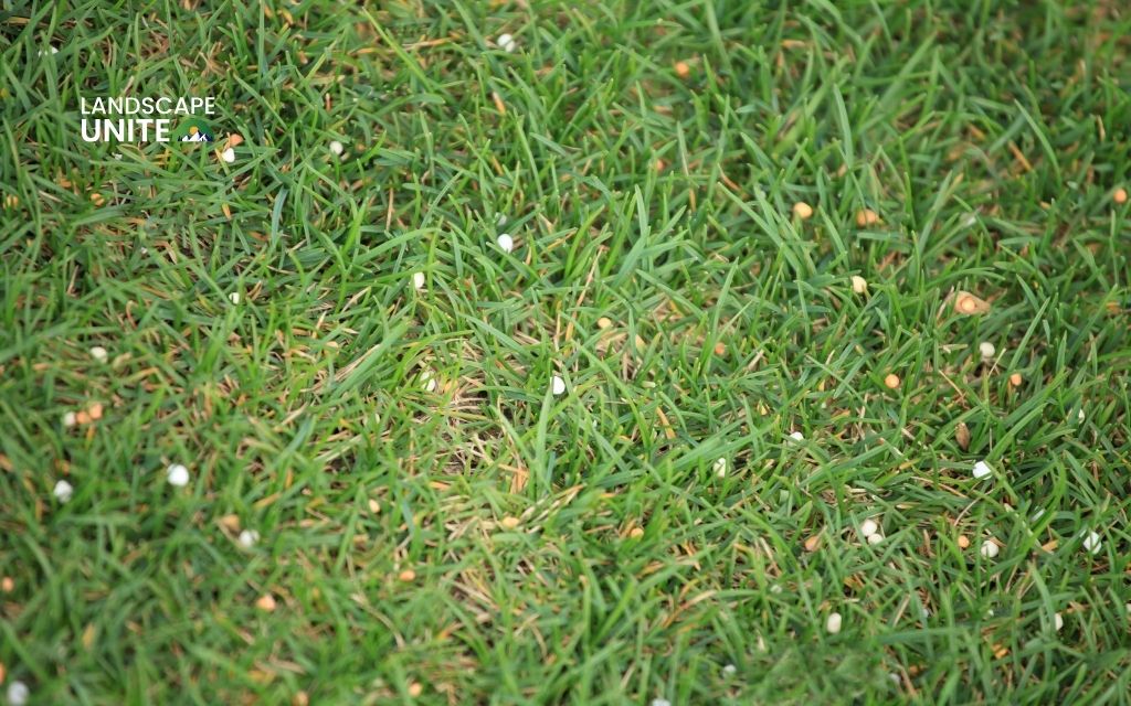 When to apply fall fertilizer