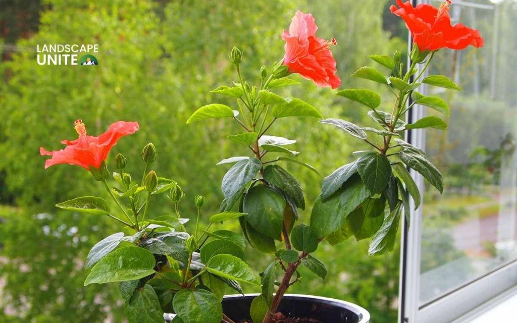 How to winterize hibiscus indoors & outdoors: Complete guide for all varieties 4 When to start winterizing hibiscus