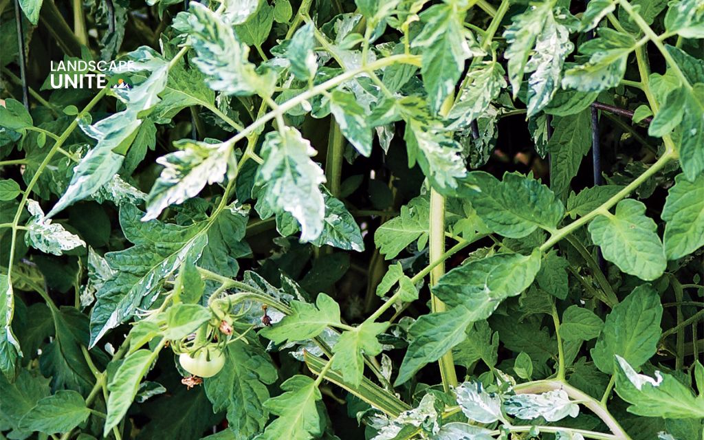 How to winterize tomato plants: 4 simple methods for year-round harvests 3 When to start winterizing your tomato plants