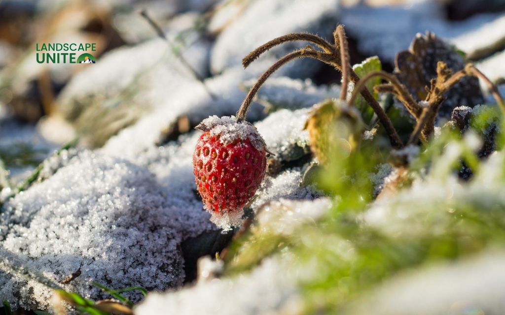 How to winterize strawberry plants to prevent winter damage? 3 When to start winterizing your strawberries