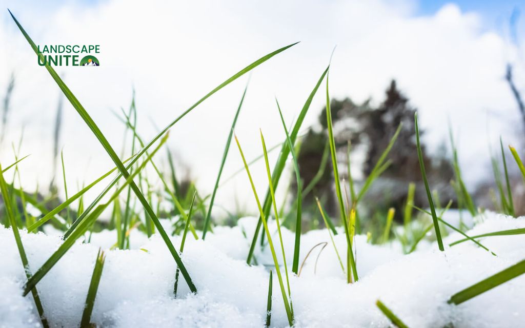 How do you winterize your lawn? 6 simple steps for a healthier spring lawn 3 Why do you need to winterize your lawn?