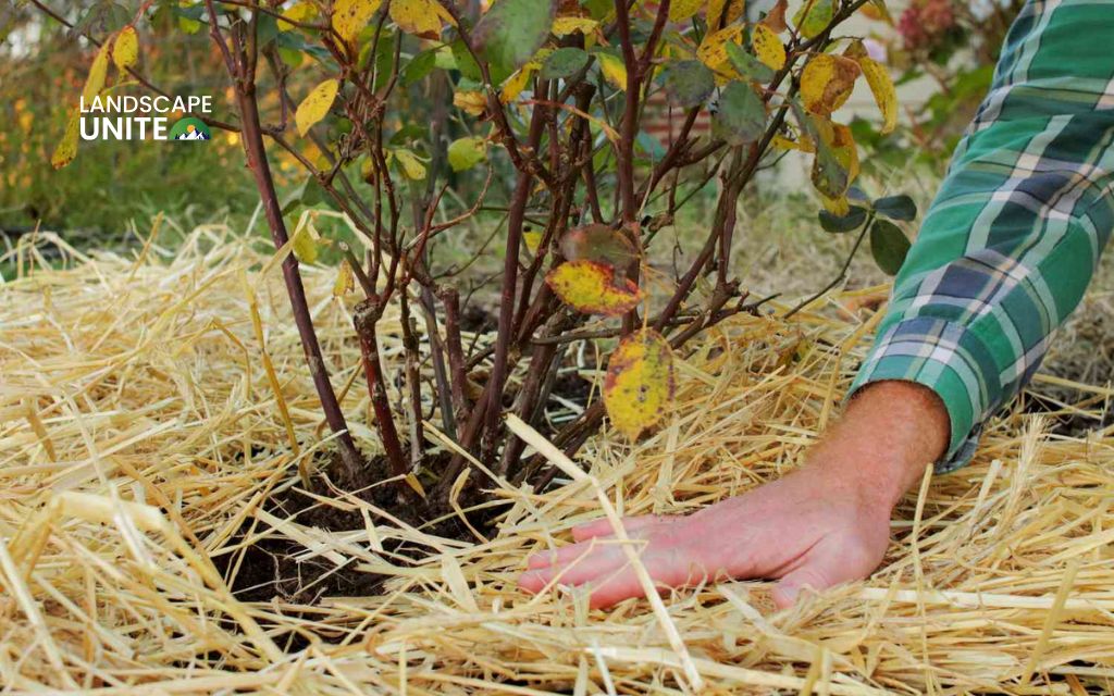 Why should you winterize your plants?
