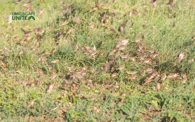 15 ways to keep birds from eating grass seed that actually work
