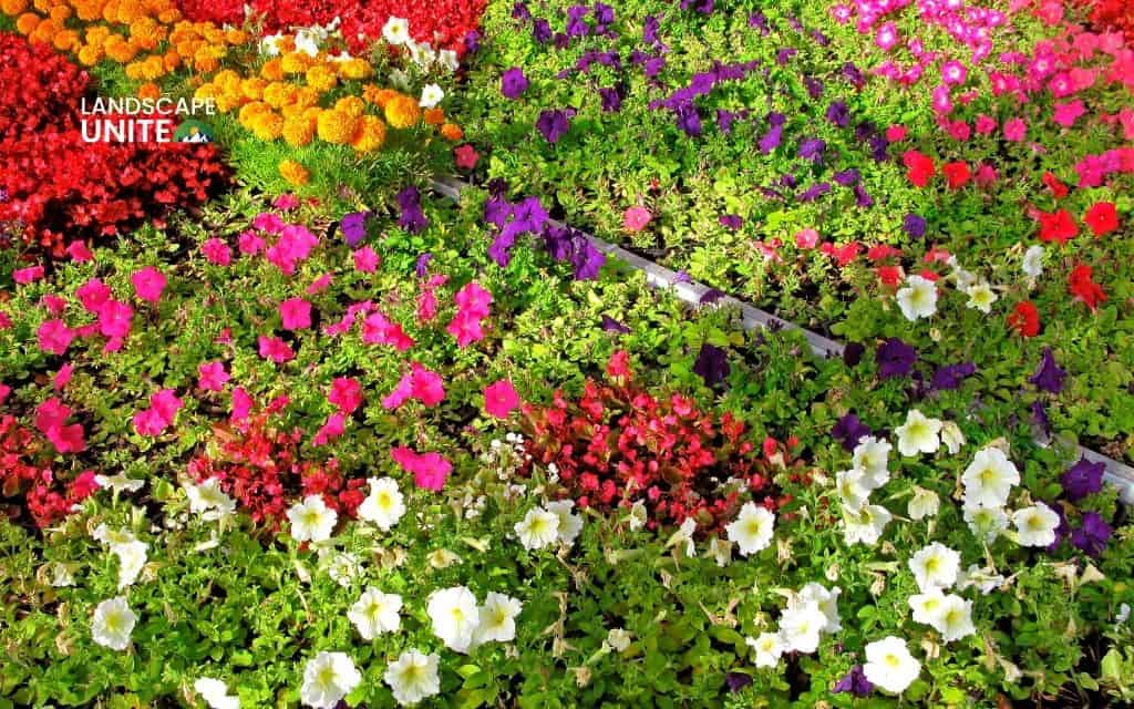 25 annual flower beds that deliver non-stop color all season