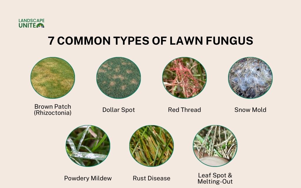 7 Common types of lawn fungus