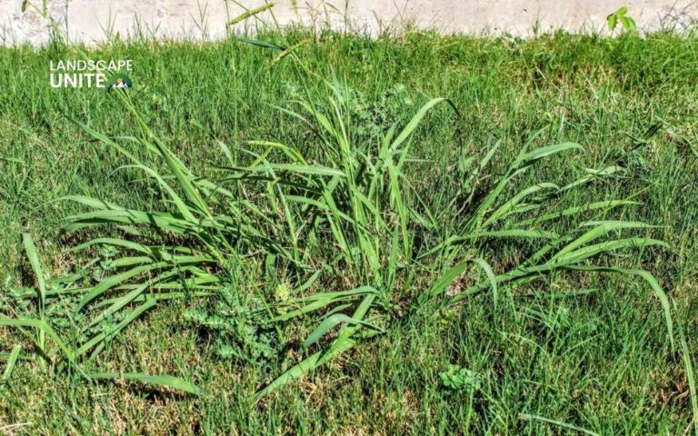 7 tips for getting rid of crabgrass to save your grass from invasion