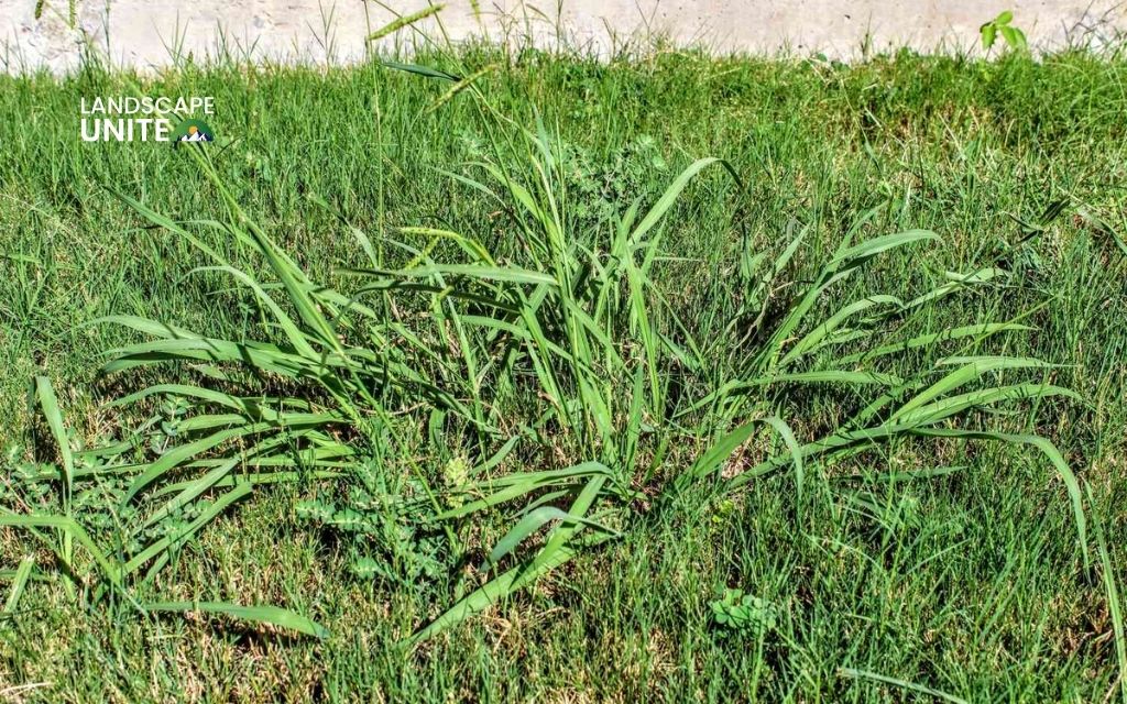 7 tips for getting rid of crabgrass to save your grass from invasion