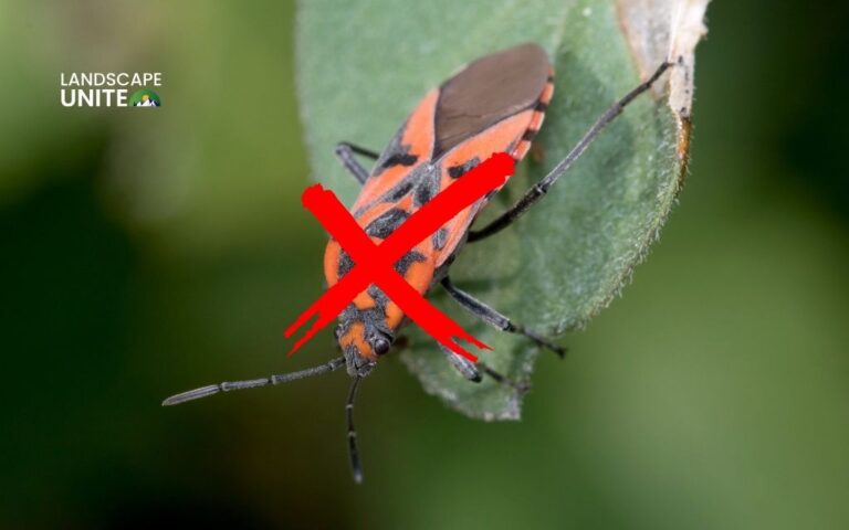 8 ways to get rid of chinch bugs naturally and save your lawn