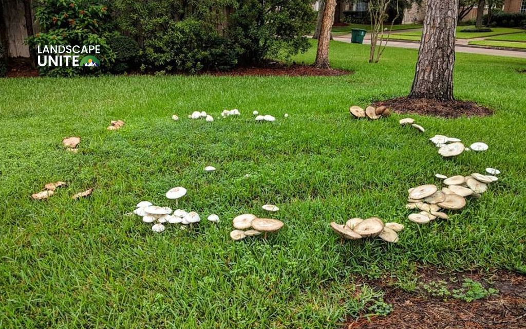 How to get rid of mushrooms in lawn: 9 proven methods that actually work 5 Are lawn mushrooms dangerous?