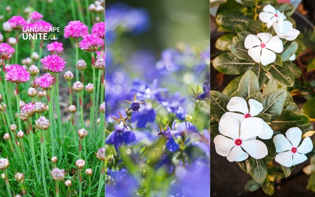 25 annual flower beds that deliver non-stop color all season 19 Sea Thrift + Lobelia + White Vinca
