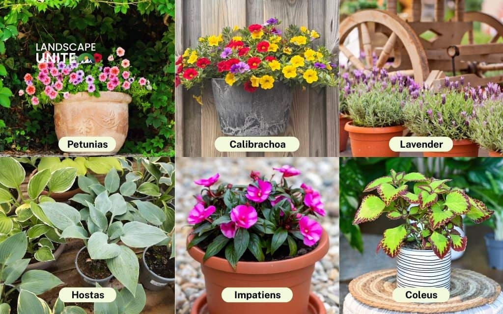 Best plants for pots in flower beds