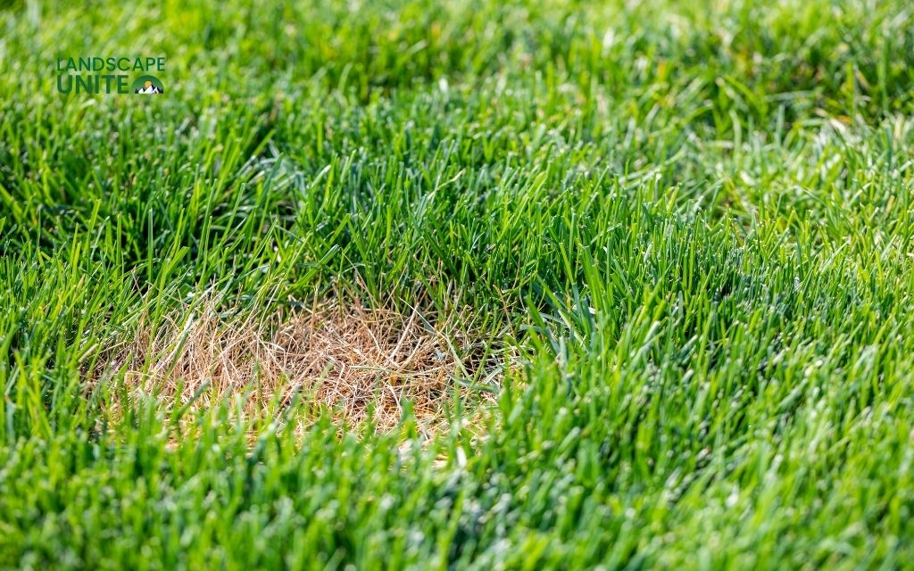 Brown & red lawn spots: 10 common causes & proven solutions
