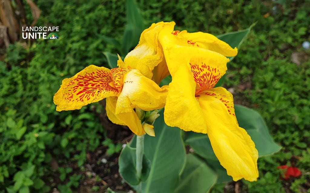 Canna bulbs when to plant: Best guide to create the most stunning gardens