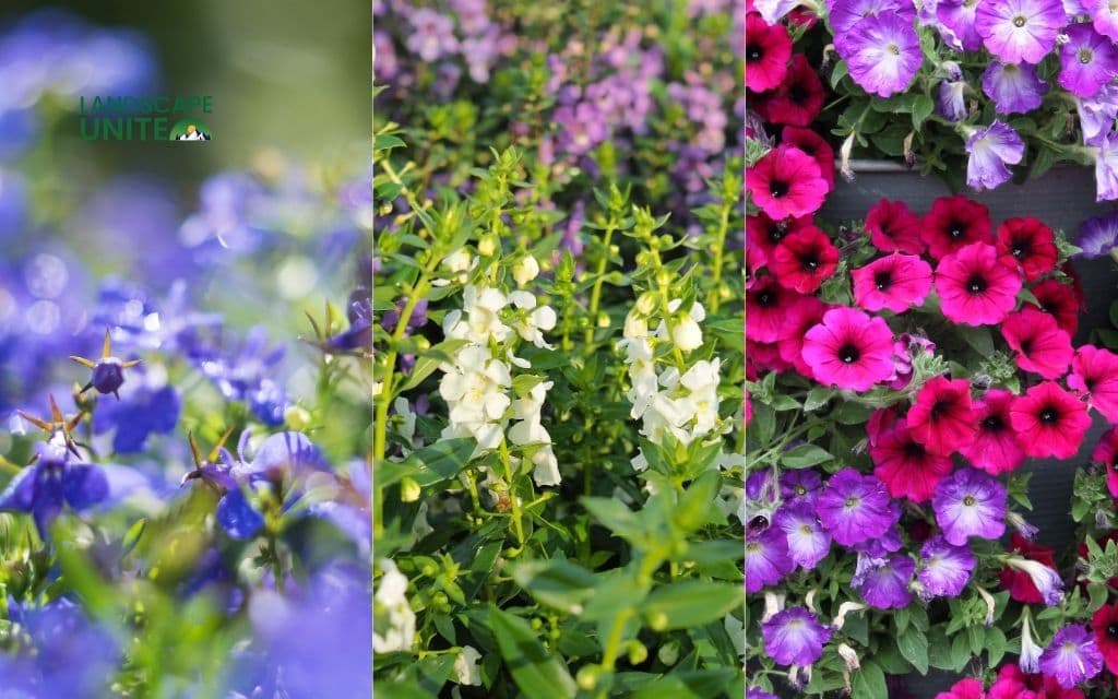 25 annual flower beds that deliver non-stop color all season 8 Lobelia + Angelonia + Petunias