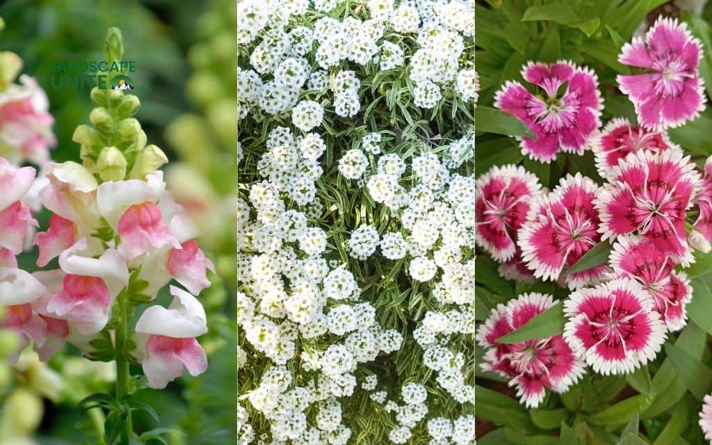 25 annual flower beds that deliver non-stop color all season 10 Snapdragons + Sweet Alyssum + Dianthus