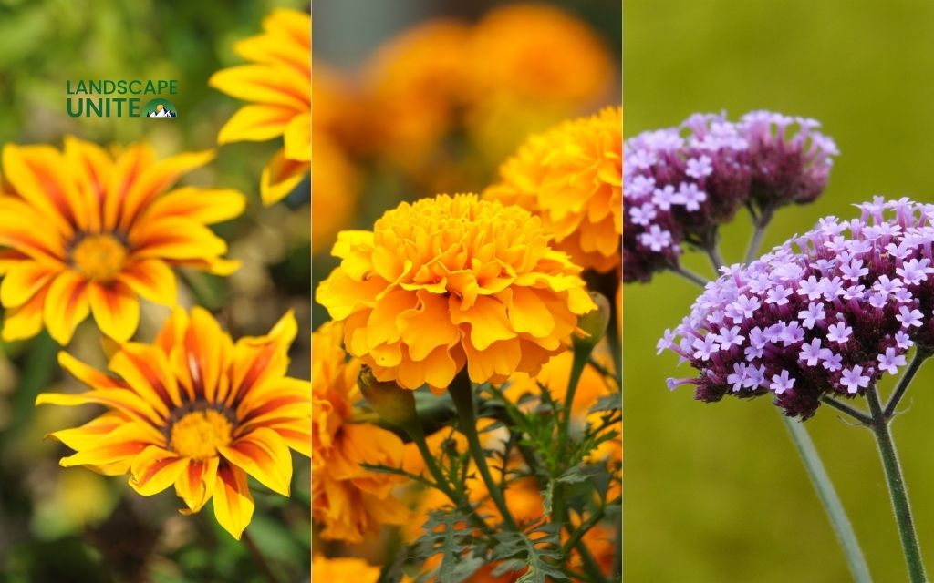 25 annual flower beds that deliver non-stop color all season 14 Gazania + Marigold + Verbena