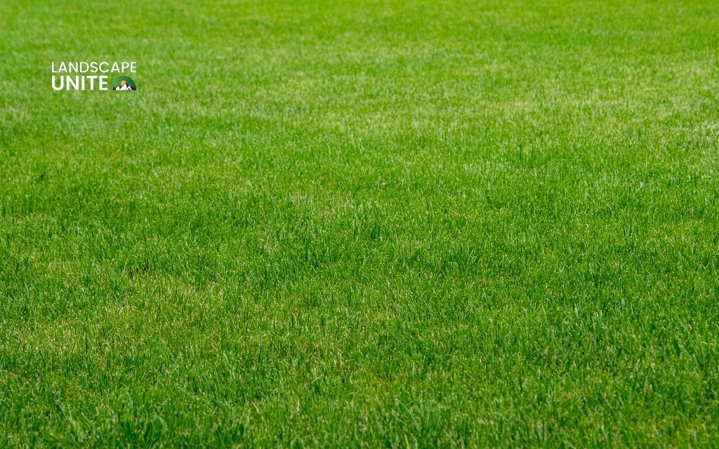 Brown & red lawn spots: 10 common causes & proven solutions 4 Disease-prone grass variety