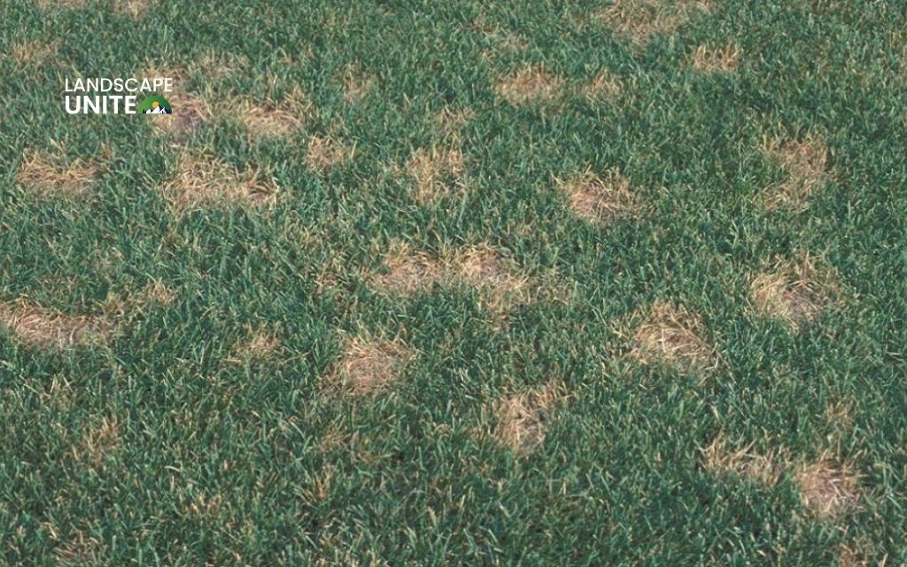 Dollar Spot
