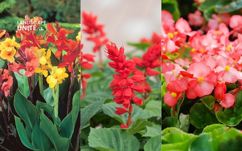 25 annual flower beds that deliver non-stop color all season 25 Cannas + Salvia + Begonia