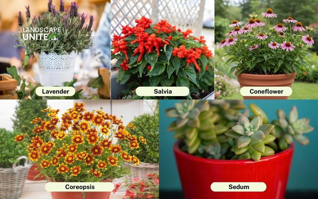 Best potted plants for full sun flower beds: Durable perennials