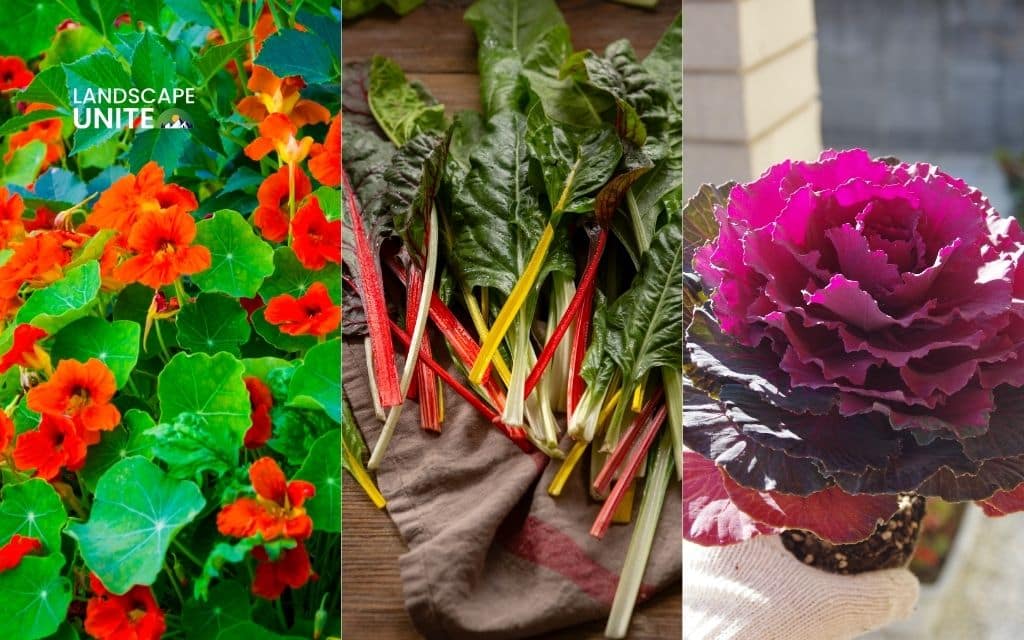 25 annual flower beds that deliver non-stop color all season 24 Nasturtium + Swiss Chard + Kale