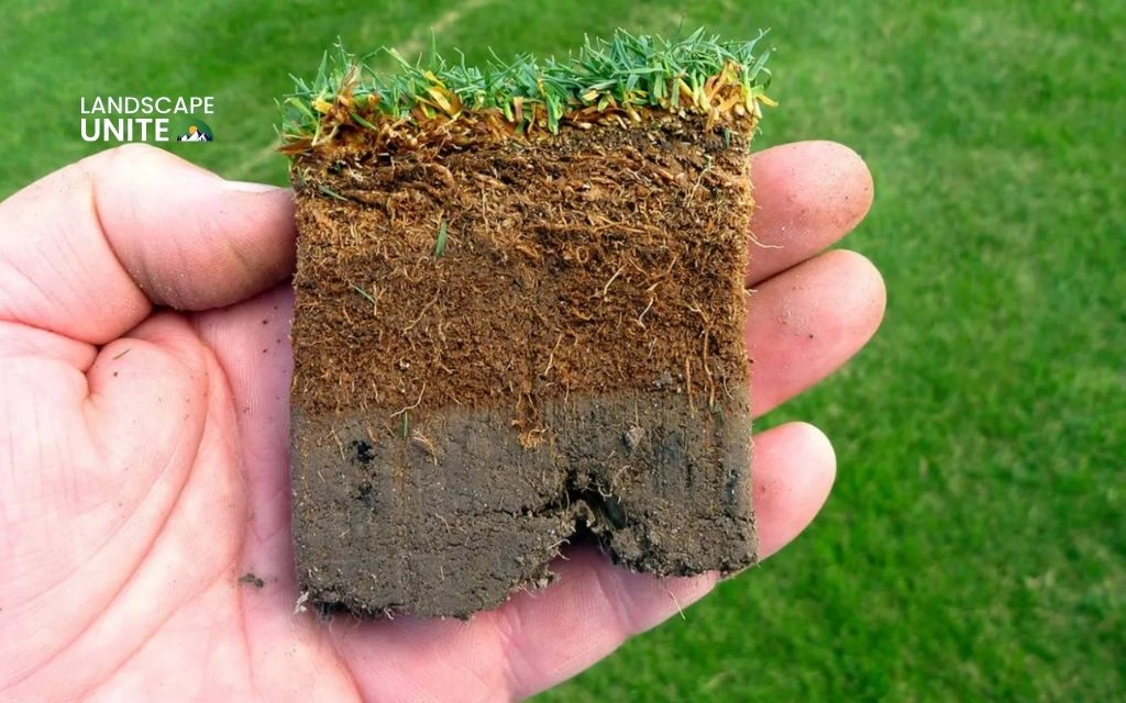 Fix soft spots in your yard: 7 common causes + expert solutions guide 3 Excess thatch build-up