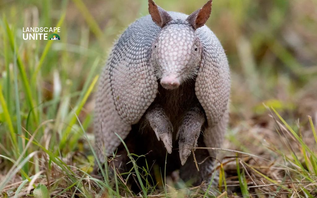 Explore how to get rid of armadillos in yard with 7 best practices