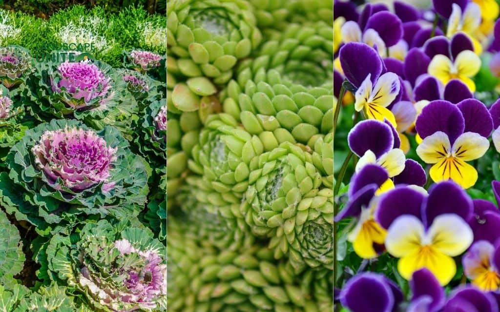 25 annual flower beds that deliver non-stop color all season 12 Ornamental Kale + Pansies + Violas