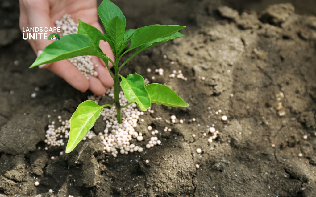 Fertilize for fall growth