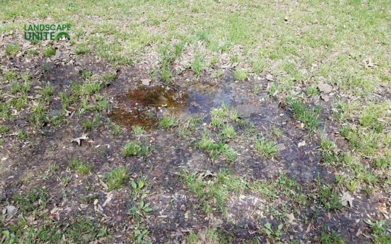 Fix soft spots in your yard: 7 common causes + expert solutions guide