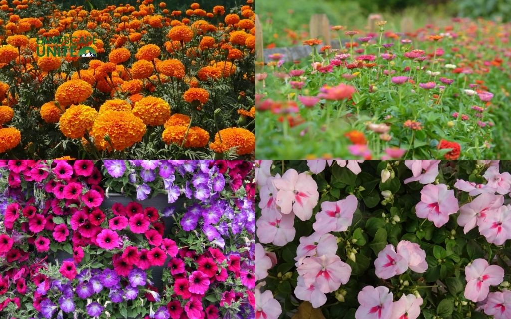 Flower beds flowers: Annual flowers for continuous blooms