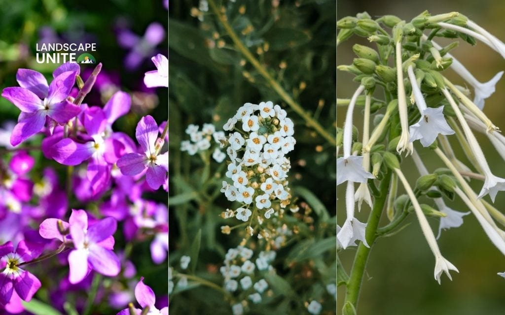 25 annual flower beds that deliver non-stop color all season 22 Stock + Sweet Alyssum + Nicotiana