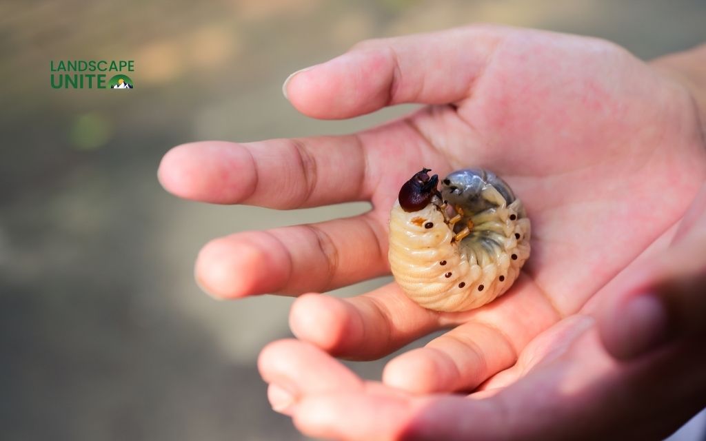 Grubs in flower beds harming your yard? Here's how to stop them 3 Grub control product recommendations