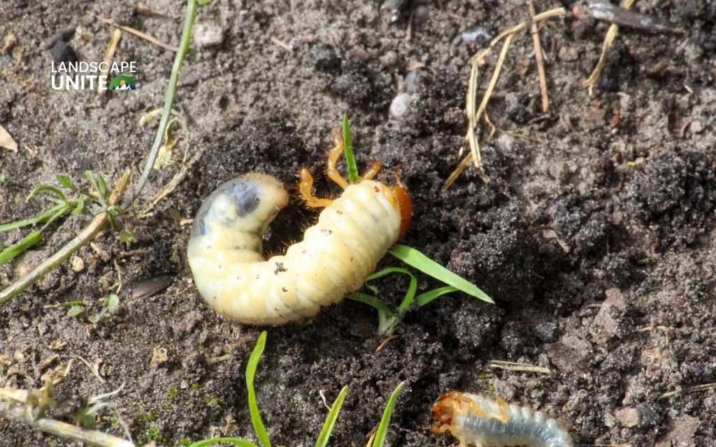 Brown & red lawn spots: 10 common causes & proven solutions 2 Grub or insect infestation