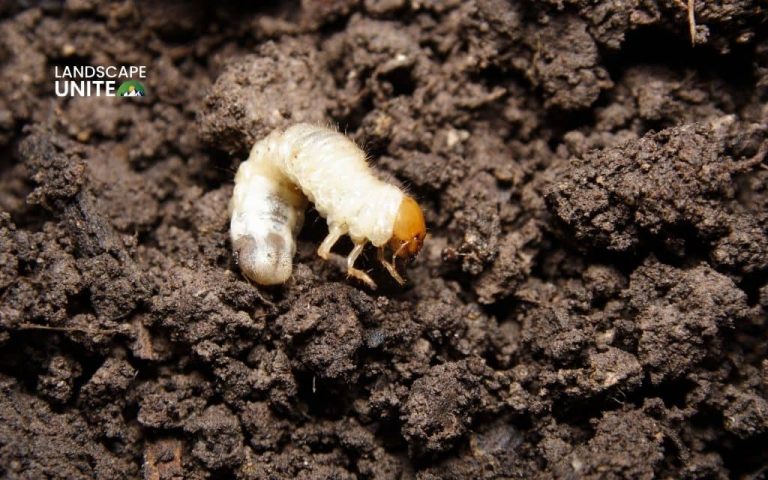 Grubs in flower beds harming your yard? Here's how to stop them