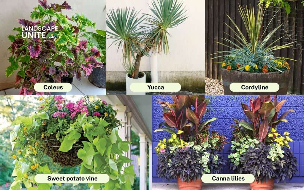 Best potted plants for full sun flower beds: Heat-tolerant & foliage plants