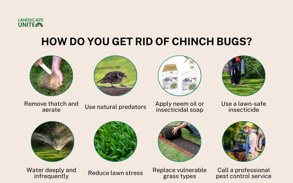 8 ways to get rid of chinch bugs naturally and save your lawn 3 How do you get rid of chinch bugs?