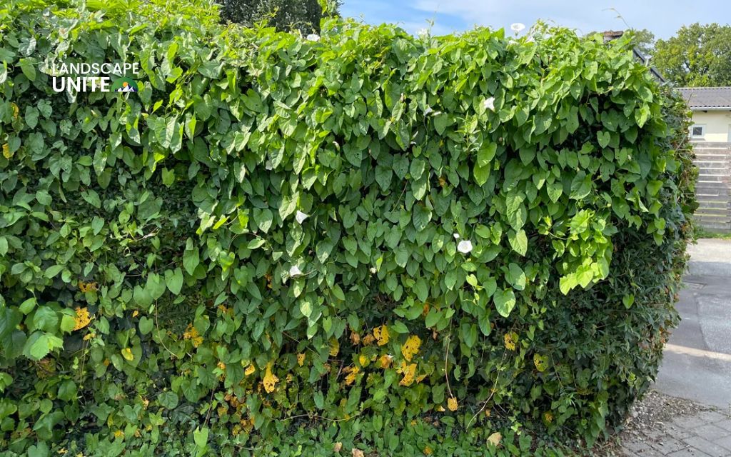 How do you get rid of morning glory? Reveal 12 tips for homeowners